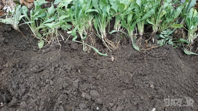 Продавам цветя Гайлардия – разсад за есенно засаждане в градината, различни цветове, снимка 10 - Разсади - 30273860