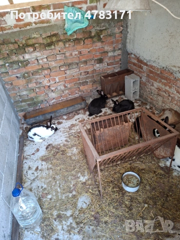 Зайци пеперуда и великан, снимка 3 - Други животни - 54326738