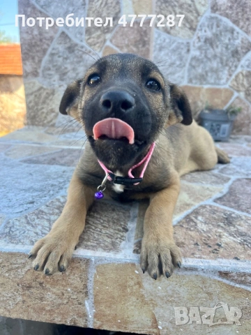 Кръстоска ….. белгийска Малиноа Последно женско, снимка 9 - Белгийска овчарка - 54312553