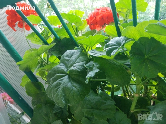 Мушкато,сандъчета,големи,отгледани,последни бройки,ДОГОВАРЯНЕ,готови за декорация и ползване за дома, снимка 3 - Градински цветя и растения - 50448492