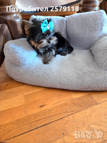 йоркширски териер, снимка 2 - Йоркширски териер - 54294247