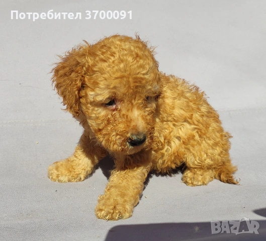 пудел / мини пудел , снимка 2 - Пудели - 54103506