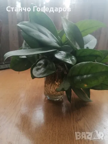 ХОЯ Карноза стръкове с коренчета , снимка 3 - Стайни растения - 50070734