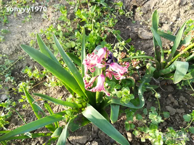 ЗЮМБЮЛ 25ЛВ ЗА ЕДИН В САКСИЯ С ПОЧВА 1104250530, снимка 2 - Градински цветя и растения - 49853465