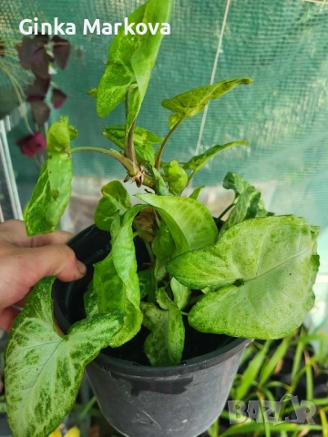 Сингониум - Сингониум - 
Малък -4,99лв.
Голям - 6,99лв.