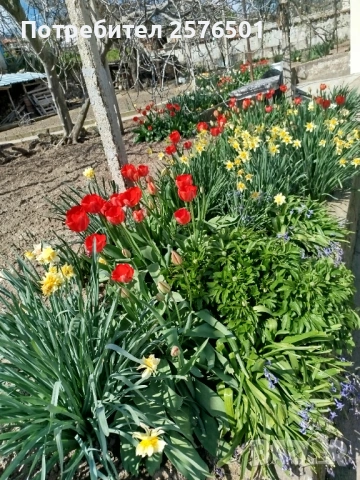 Продавам луковици от червени лалета , снимка 3 - Сортови семена и луковици - 54214191