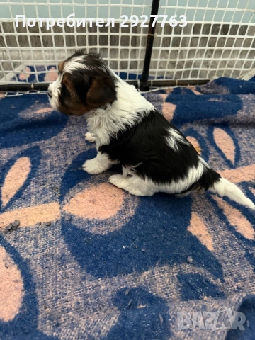 Бивер йоркширски териер, снимка 6 - Йоркширски териер - 53721743