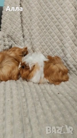 Морски свинчета