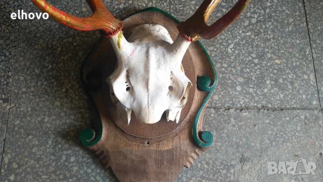 Еленови рога с череп, снимка 3 - Колекции - 42075467