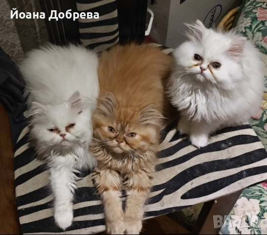 Породисти пухкави персийски котета