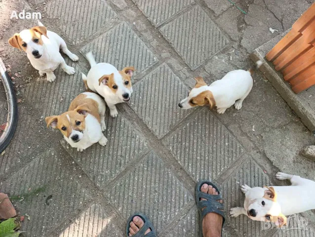 Джак Ръсел Jack Russell, снимка 3 - Джак ръсел териер - 56159610