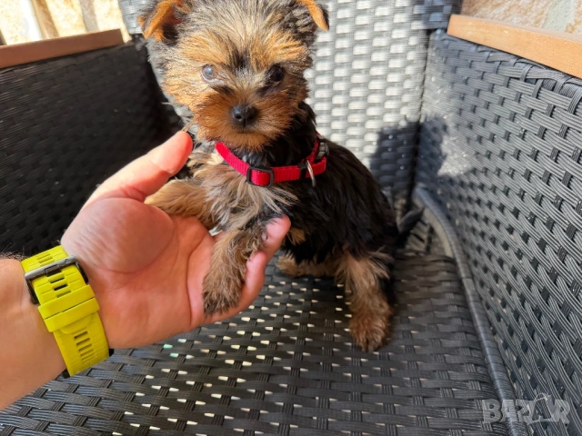 Йоркширски териери актуални от 18.3.2026