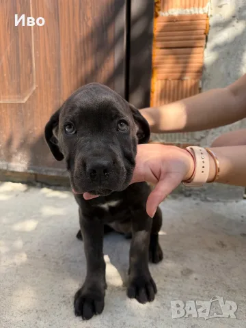 Продавам кученца Кане Корсо, снимка 10 - Кане корсо - 55949506