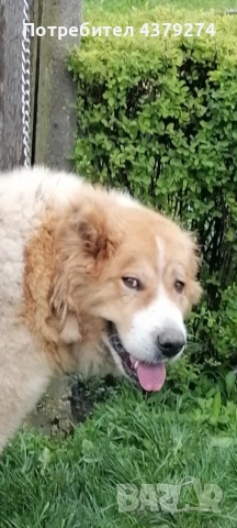 чистопородни овчарски кученца , снимка 4 - Каракачанска овчарка - 54031076