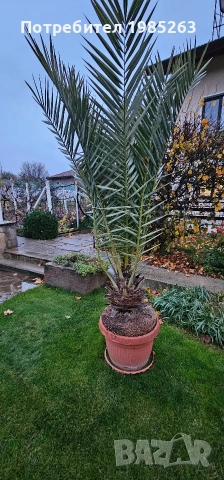 канарска финикова палма, снимка 4 - Стайни растения - 52585081