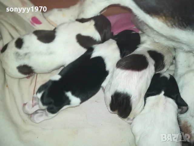 ДЖАК РЪСЕЛ БЕБЕТА-РОДЕНИ 11.08.25г 1208250705, снимка 8 - Джак ръсел териер - 51335235