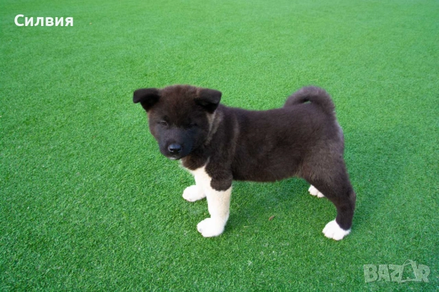 Американска акита, снимка 3 - Акита - 54275835