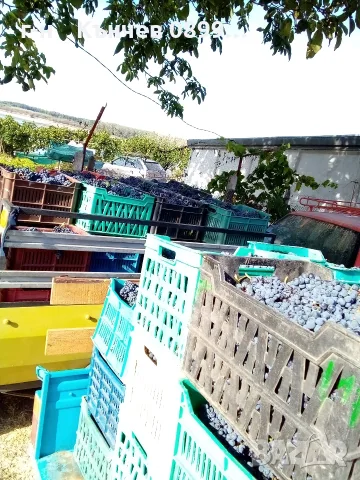 продавам грозде мерло Каберне Фран рекацители 