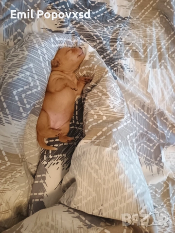 Сърнист Пинчер, снимка 9 - Пинчер - 54335405