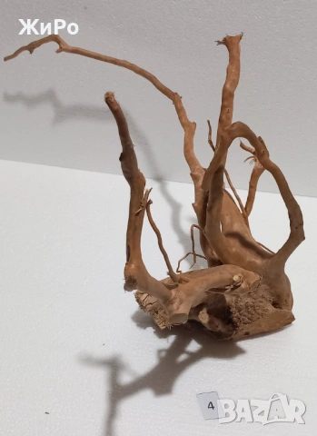 Корен от Азалия /декорация/ 4, снимка 3 - Други - 49874589