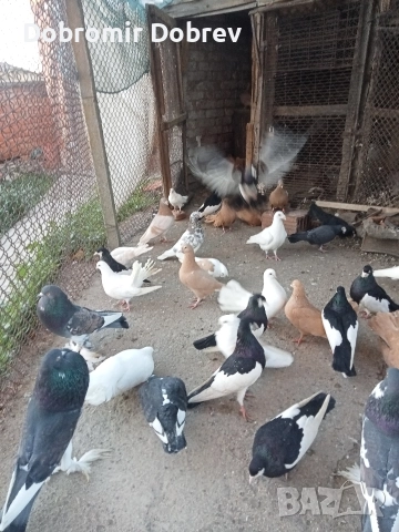 Гълаби , снимка 11 - Гълъби - 52928655