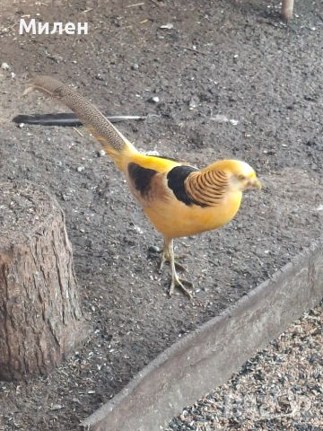 Жълтозлатни фазани, снимка 2 - други­ - 53026011