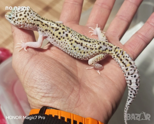 Леопардови гекони Diablo Blanco (Eublepharis macularius) , снимка 9 - Гекон - 52153005