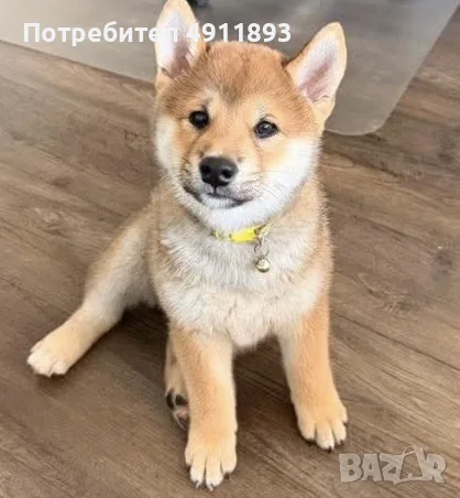 Шиба ину малки кученца