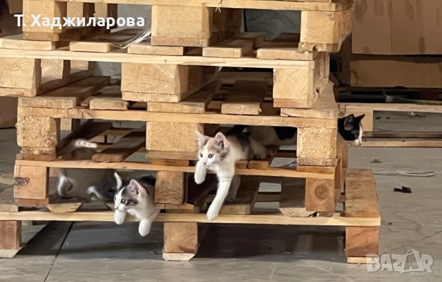 Подарявам коте , котенца , снимка 1