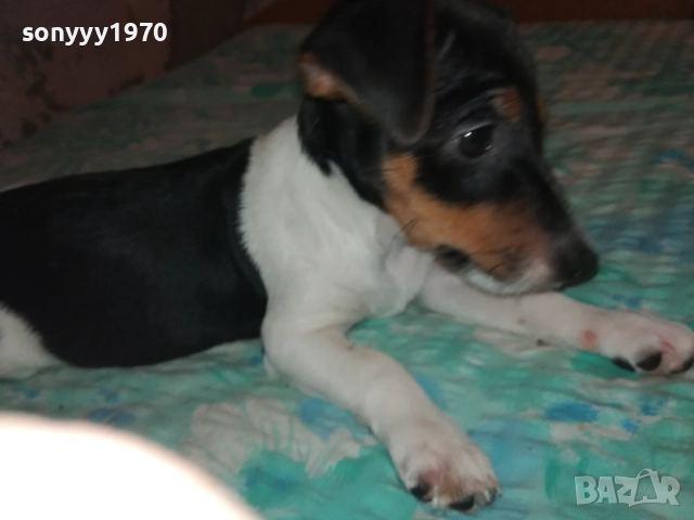 ЖЕНСКО ДЖАКЧЕ НА 90 ДЕНА 2011251700, снимка 15 - Джак ръсел териер - 52482164