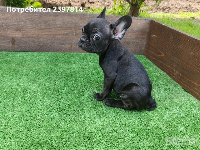 Френски булдог , снимка 11 - Френски булдог - 53832556