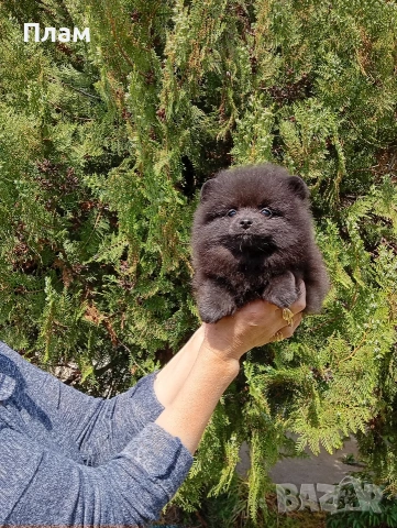 Черен Померан.Снимки от 29.04.26г. , снимка 2 - Померан - 54357328
