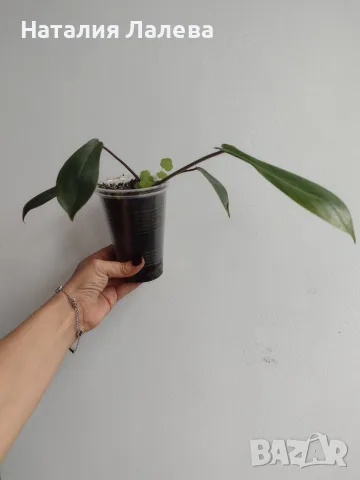 Филодендрон, philodendron Joepii, снимка 2 - Стайни растения - 56304940