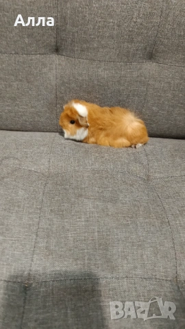 Малки морски свинчета , снимка 10 - Морски свинчета - 54046803