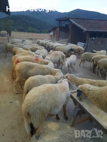 Продавам стадо офце