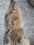 кожа от лисица, снимка 3