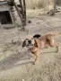 барак късокосмест, снимка 3