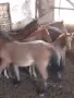 Елитни кончета Български тежковози , снимка 4