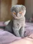 Шотландски котета , снимка 2