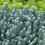 Седум „Син Смърч“, Sedum „Blue Spruce“, снимка 2