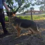 Женска немска овчарка, снимка 3