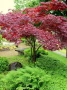 🌿💞🌱 Японски клен ‘Atropurpureum’ (Acer palmatum Atropurpureum), снимка 2