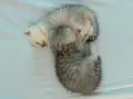 сребърни котета , снимка 8