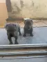 кученца Кане корсо, снимка 4