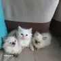 Коте Регдол на 2 месеца, снимка 2