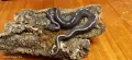 Кралски питони (Python Regius) , снимка 6