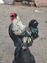 Домашни петли, снимка 16