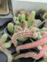Кактус Echinopsis chamaecereus  , снимка 5