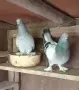 Мардини  гълъби, снимка 2