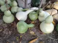 Картуни различни видове и размери , снимка 1